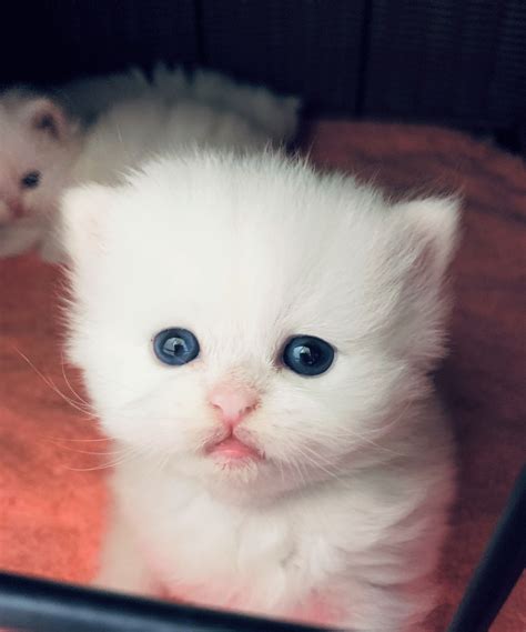 Baby kitten for sale. Things To Know About Baby kitten for sale. 